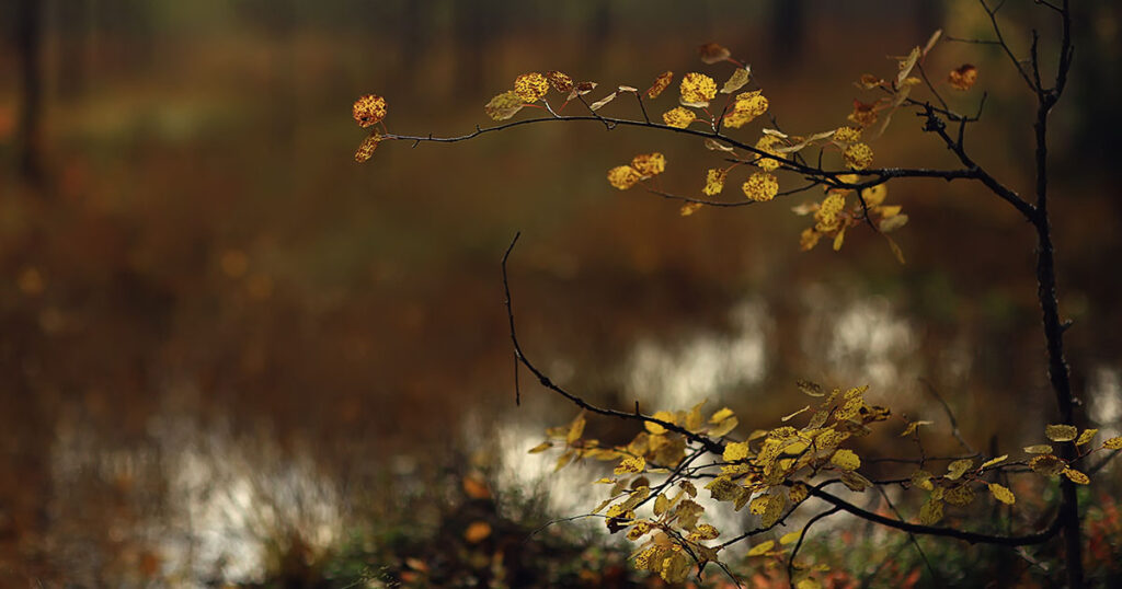 How Meditation Can Help You Conquer Social Anxiety