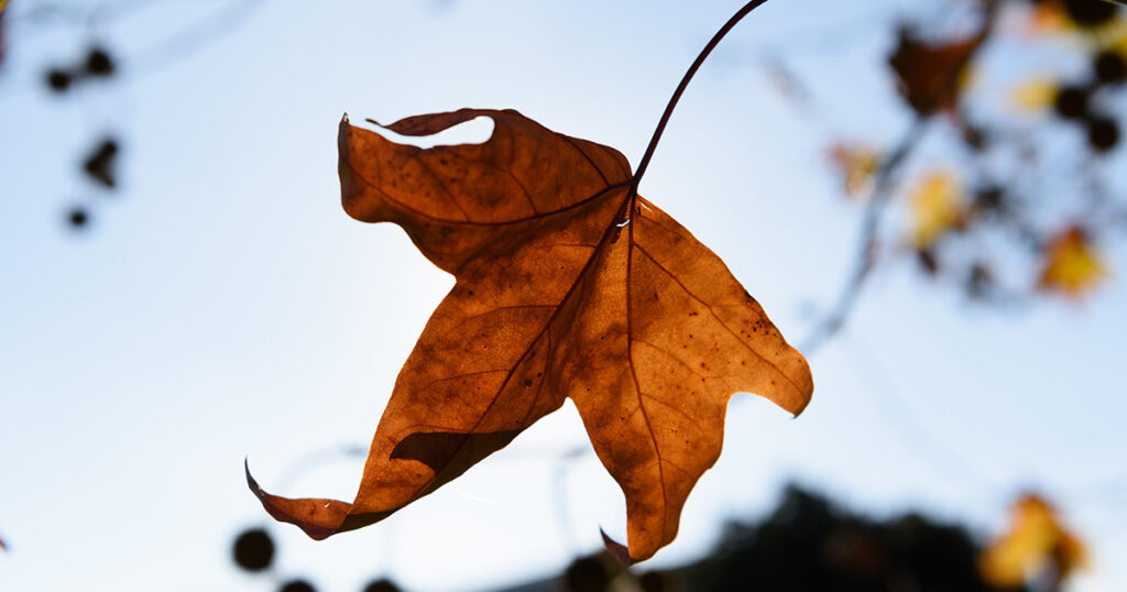 benefits of anulom vilom